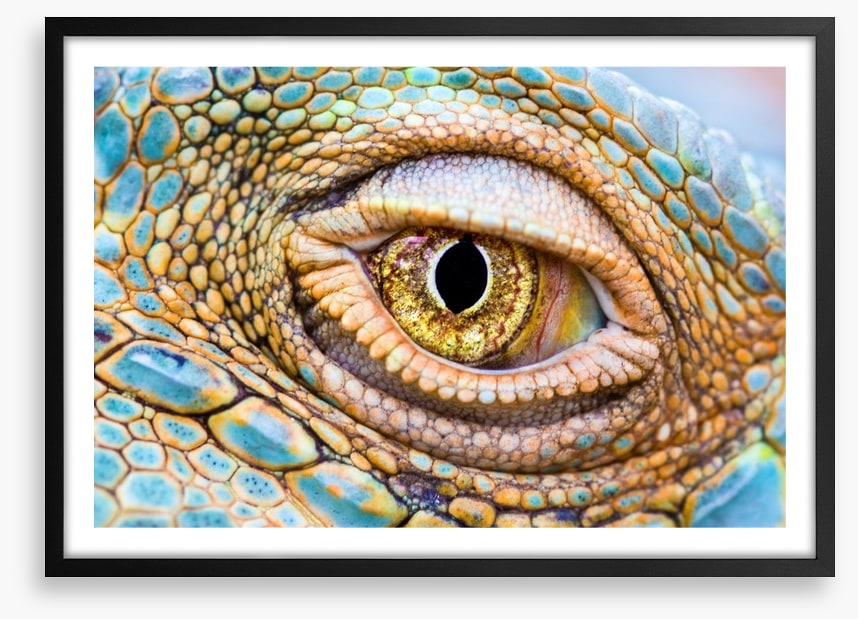 Reptiles / Amphibian