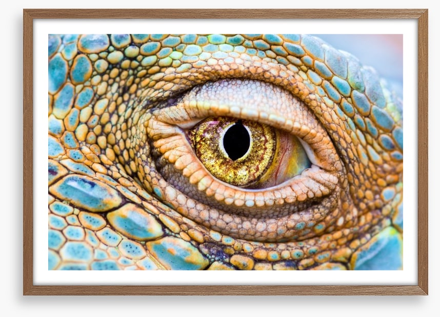 Reptiles / Amphibian