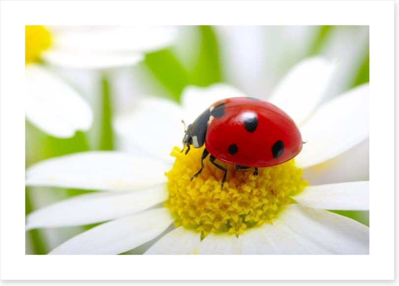 Ladybug daisy