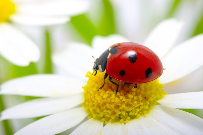 Ladybug daisy