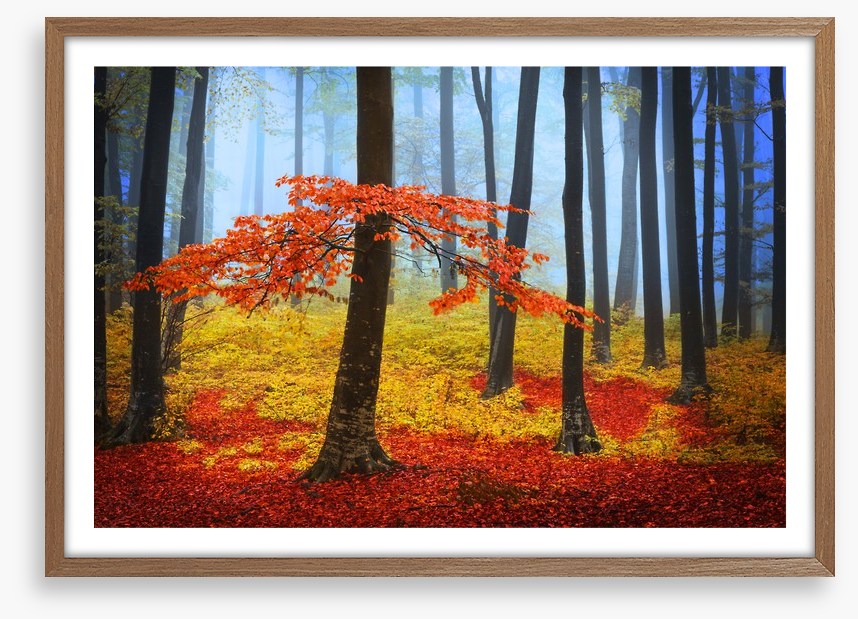 Forests