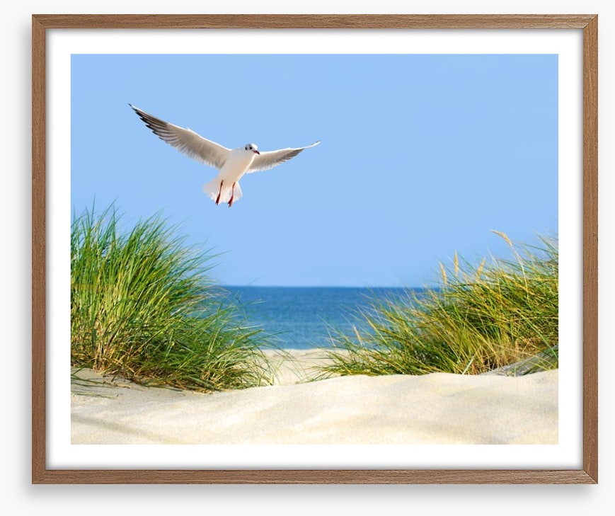 Sand dunes and seagull