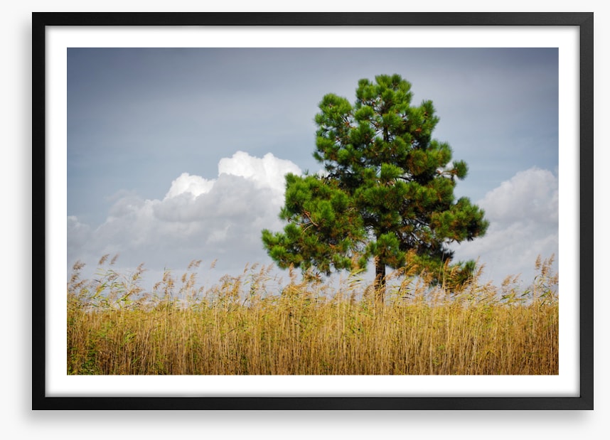 Trees