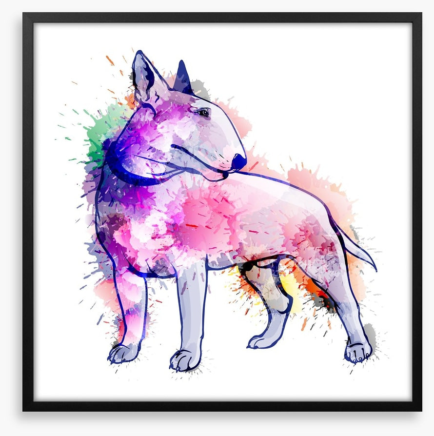 Bull terrier splash