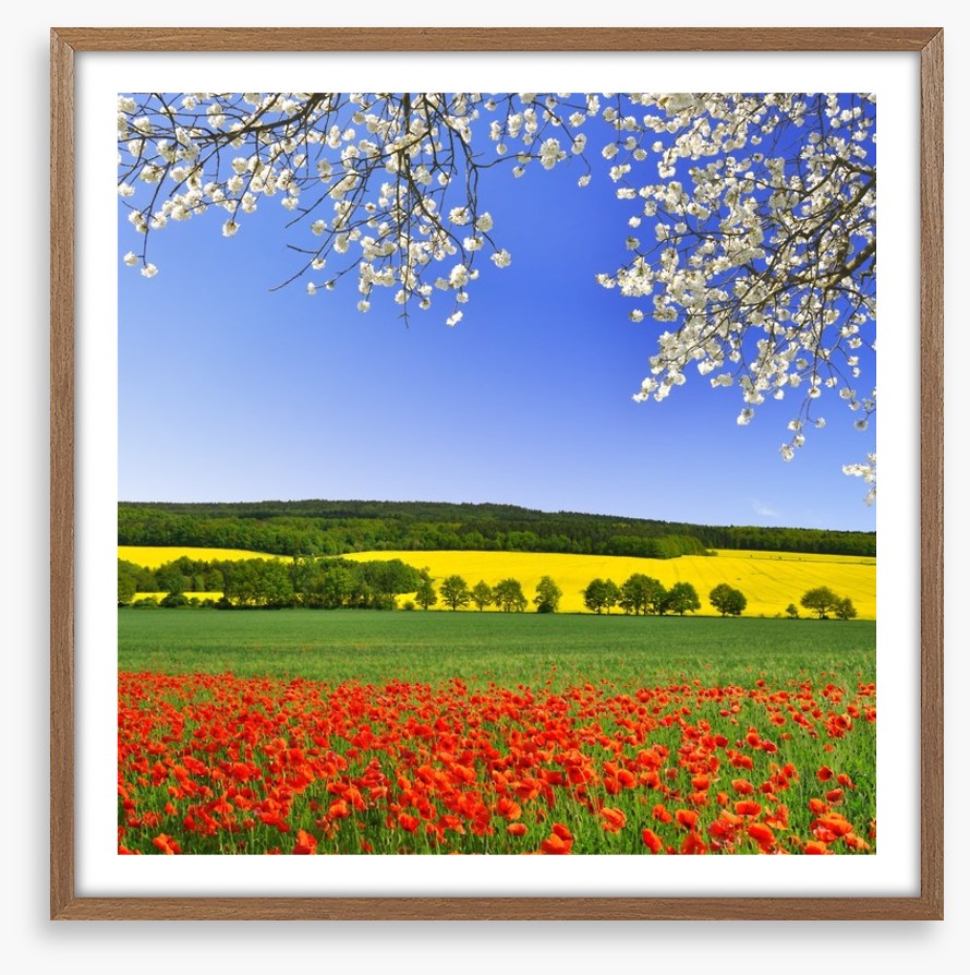 Canola and poppies