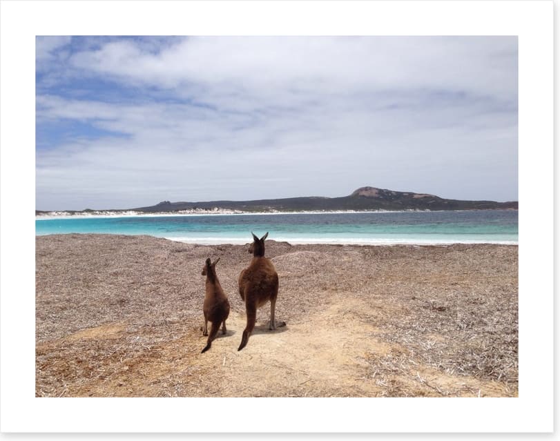 Beach kangaroos