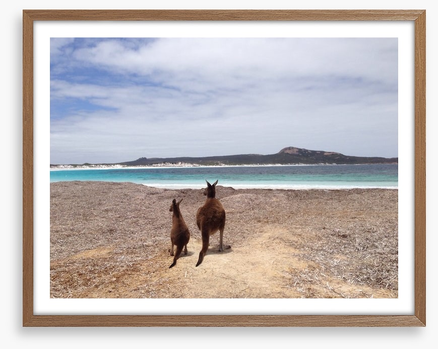 Beach kangaroos