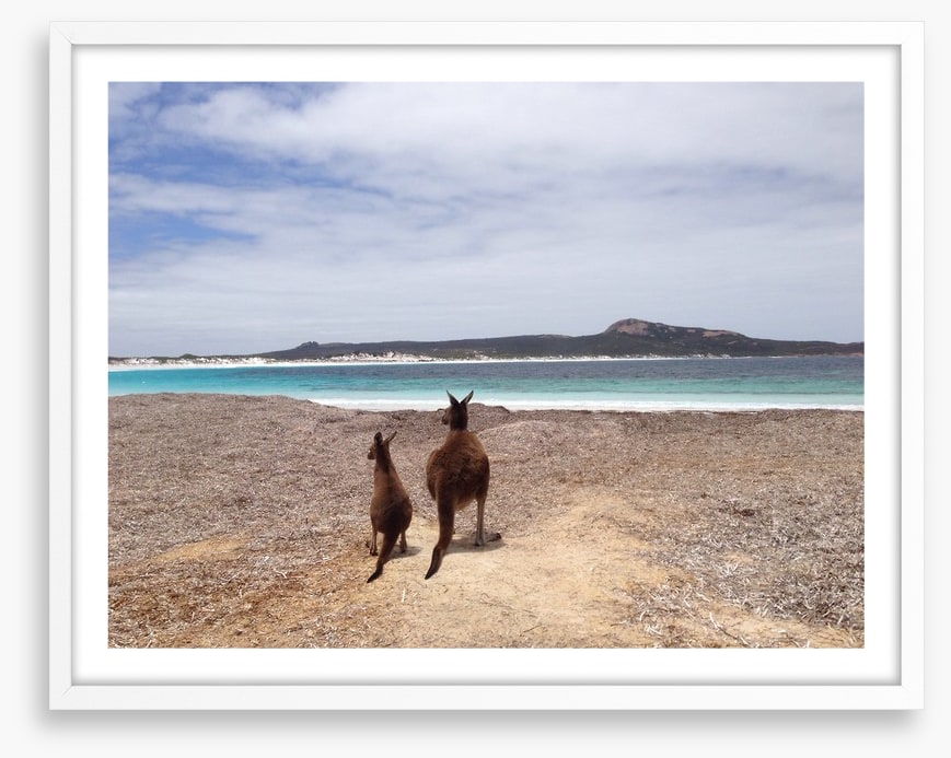 Beach kangaroos