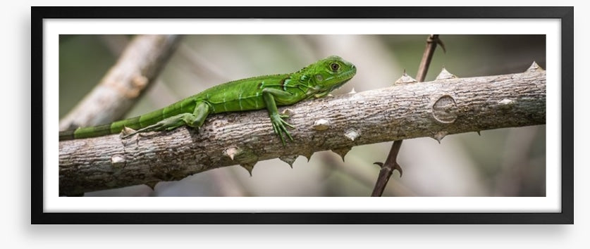 Green iguana