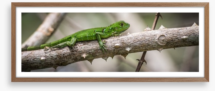 Green iguana