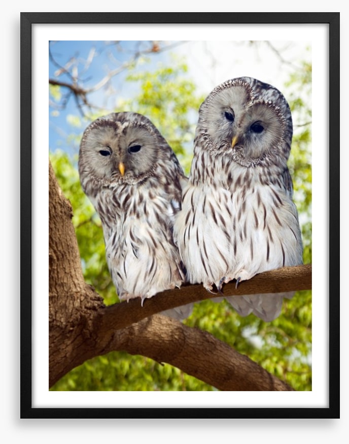 Grey owls