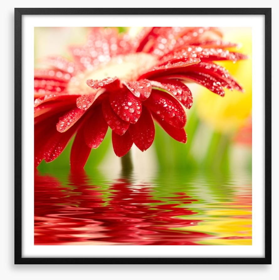Red gerbera drops