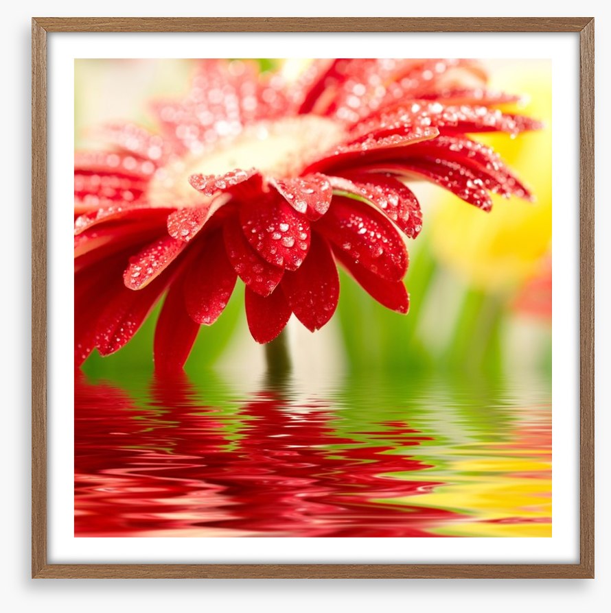Red gerbera drops