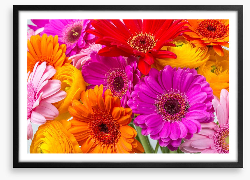 The gerbera crowd