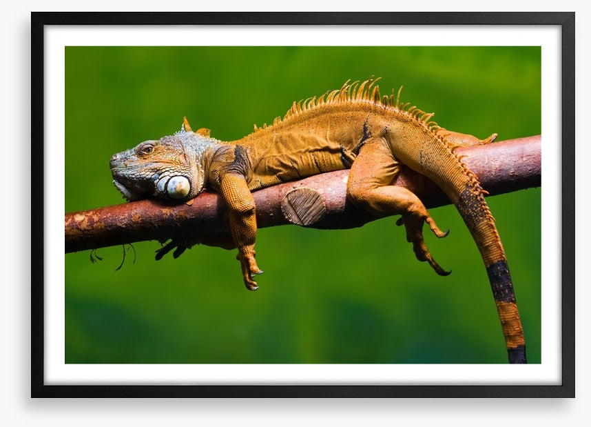 Reptiles / Amphibian
