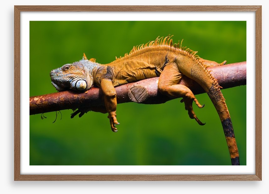 Reptiles / Amphibian