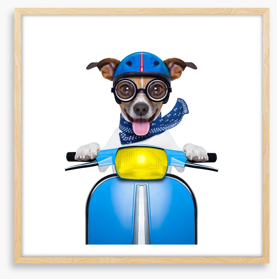 Delivery dog