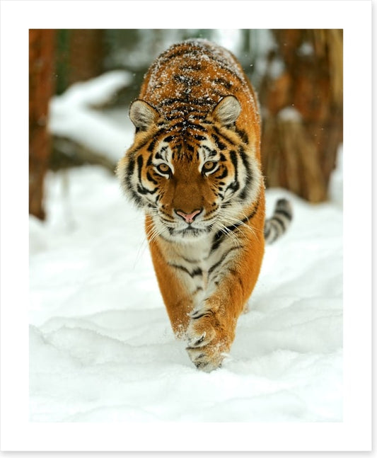 Portrait of a Siberian tiger