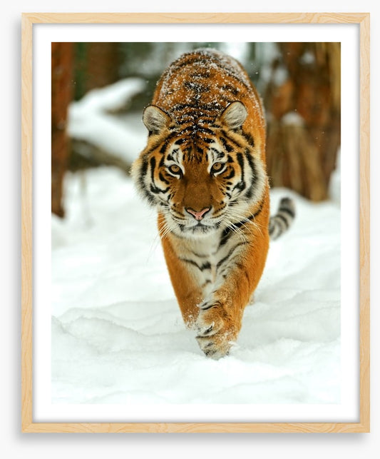 Portrait of a Siberian tiger