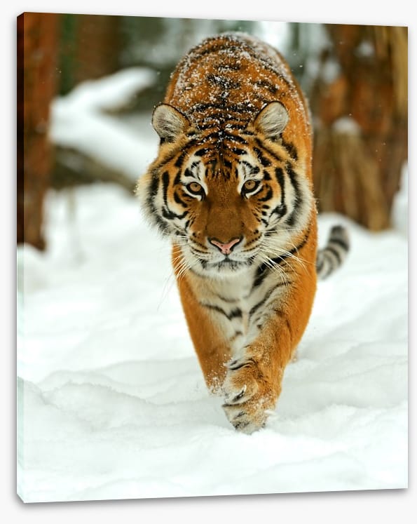 Portrait of a Siberian tiger