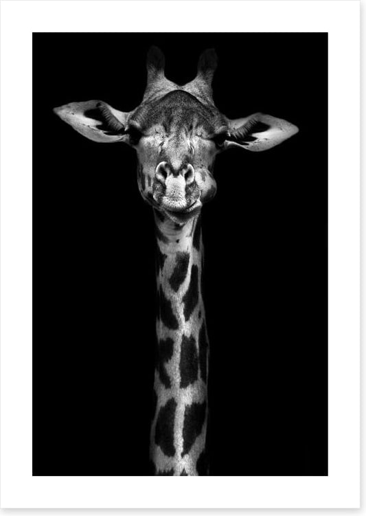 Giraffe in black and white