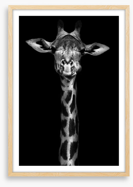 Giraffe in black and white