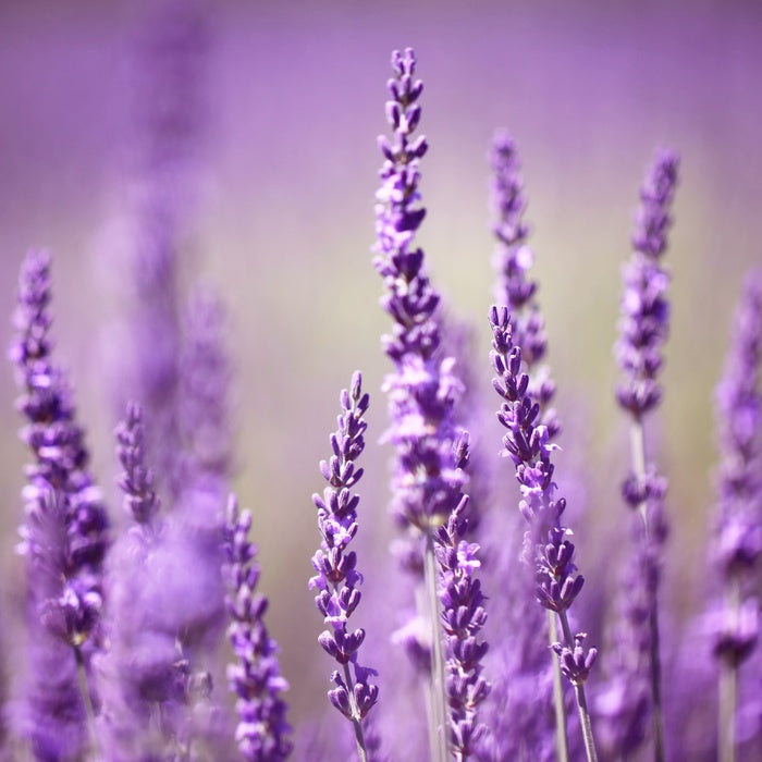 Lavender life