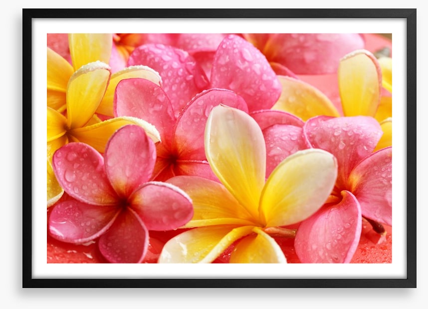Frangipani flowers