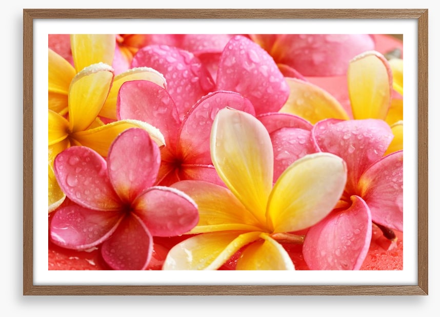 Frangipani flowers