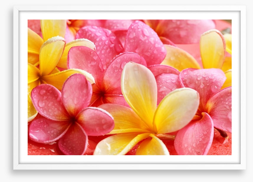 Frangipani flowers