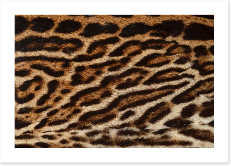 Animal Print
