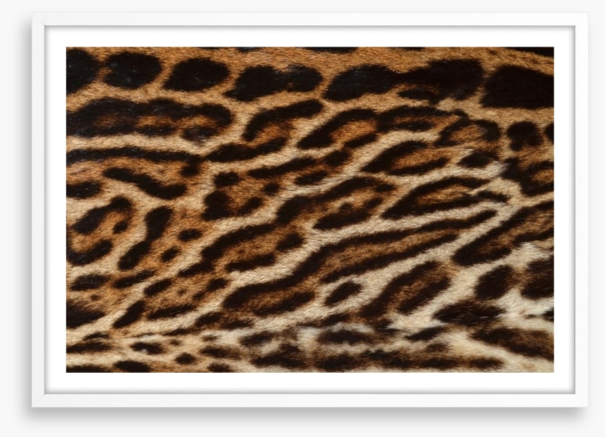 Animal Print