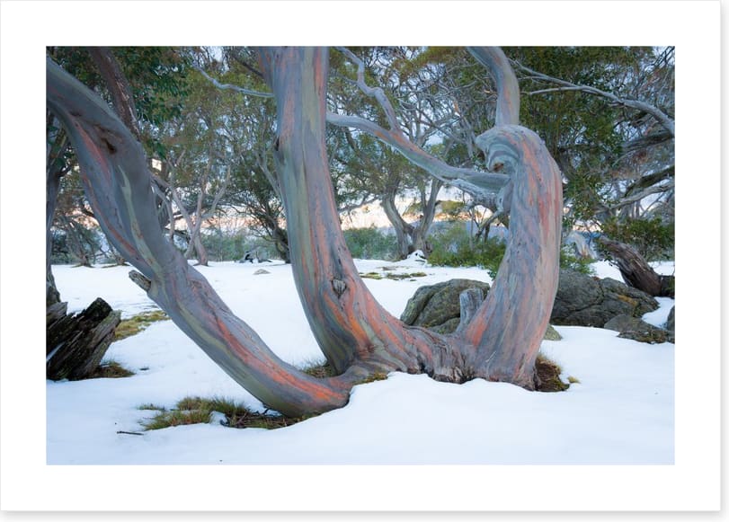 Pink snow gums