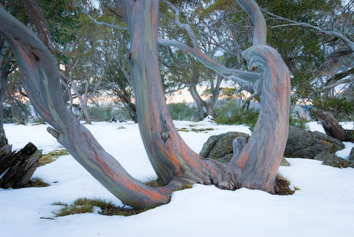 Pink snow gums