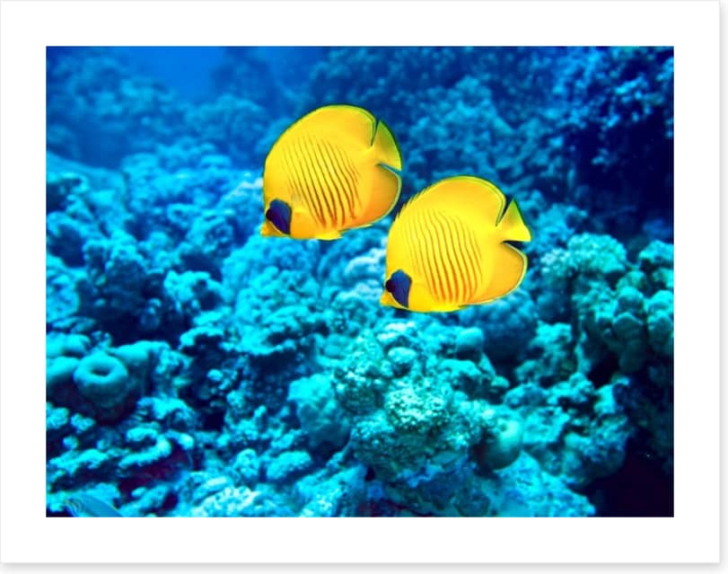 Yellow coral fish