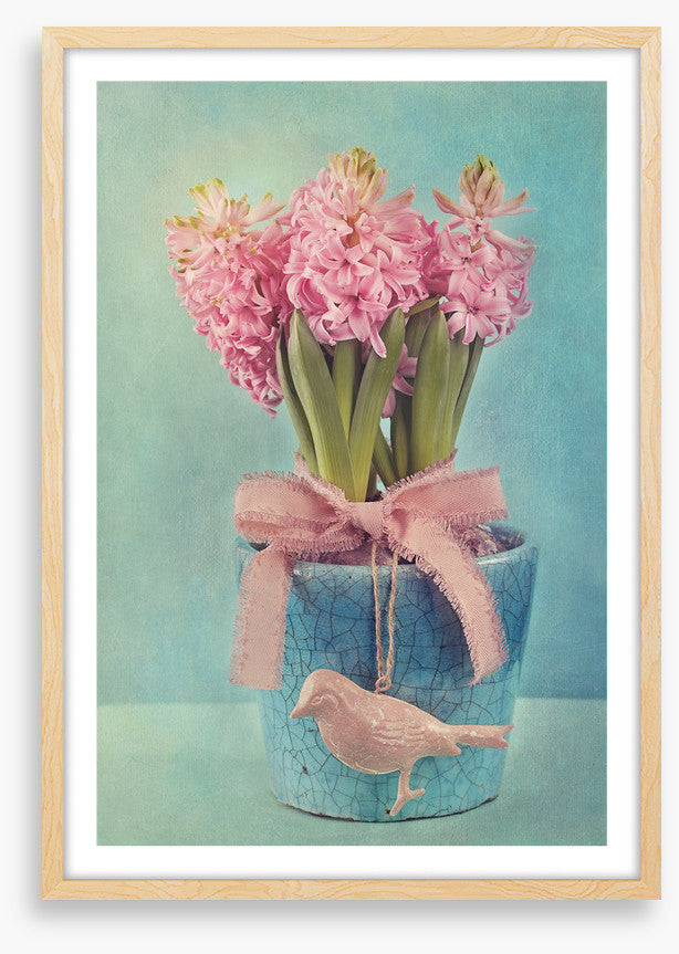 Pink hyacinth pot