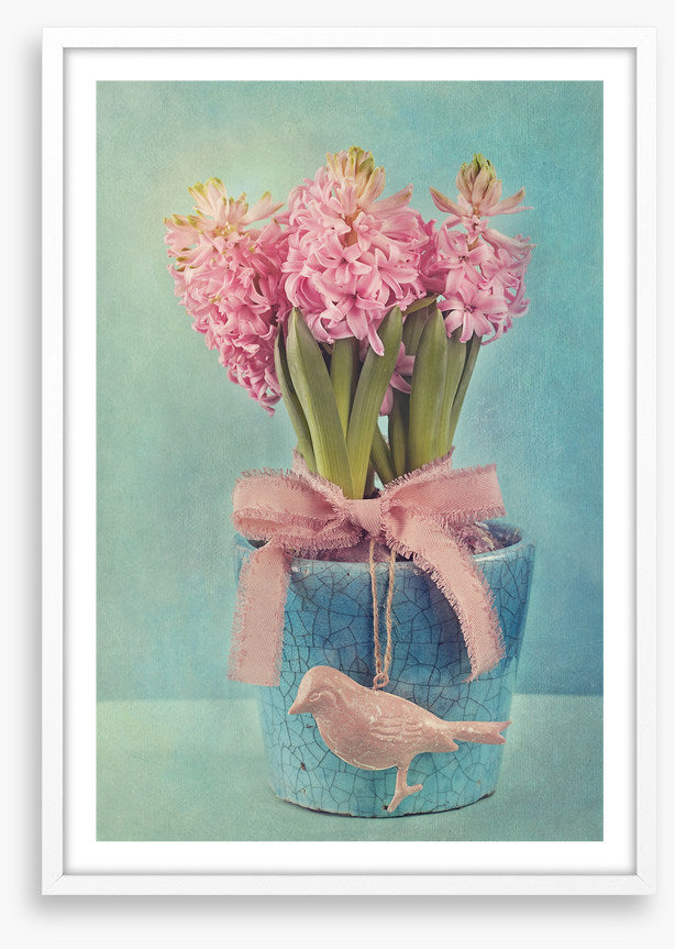 Pink hyacinth pot