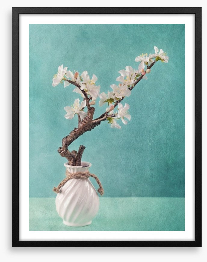 Spring apple blossoms
