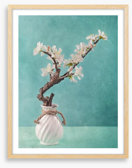 Spring apple blossoms