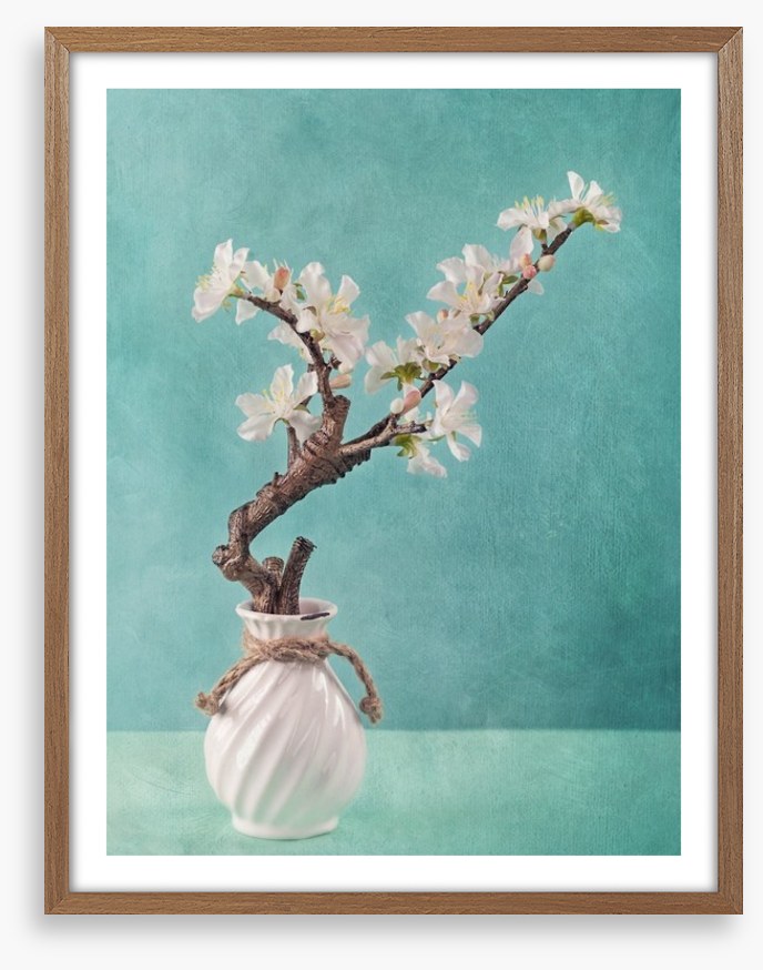 Spring apple blossoms