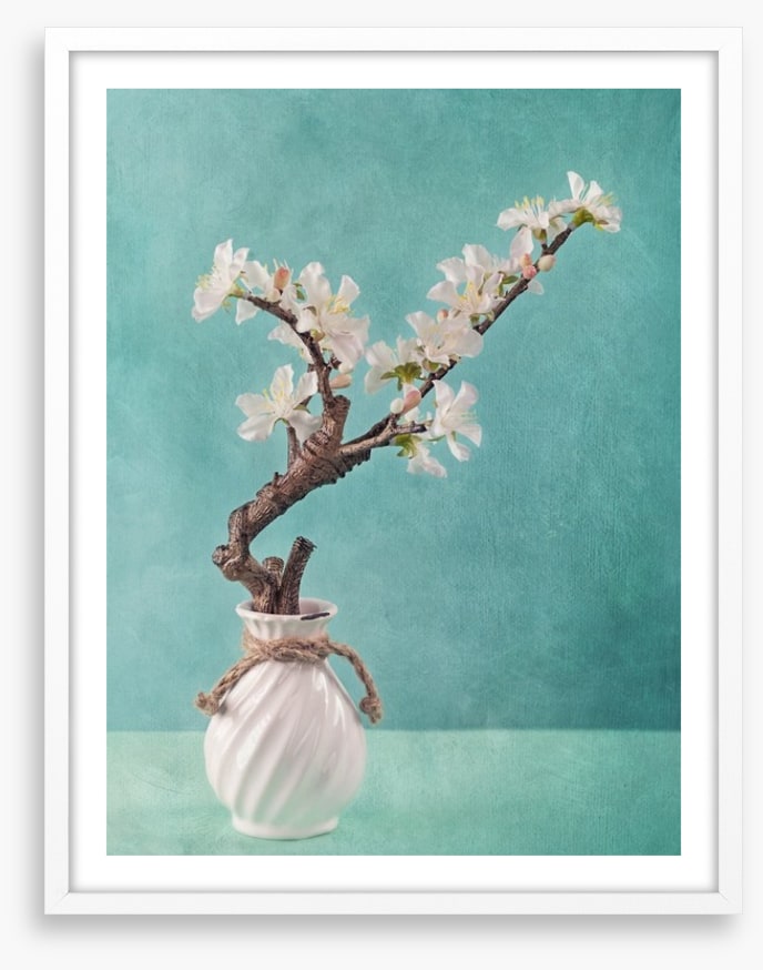 Spring apple blossoms