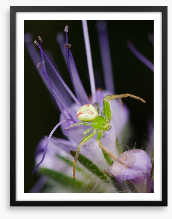 Insects