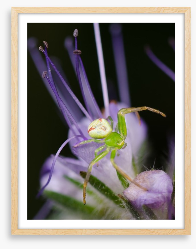 Insects