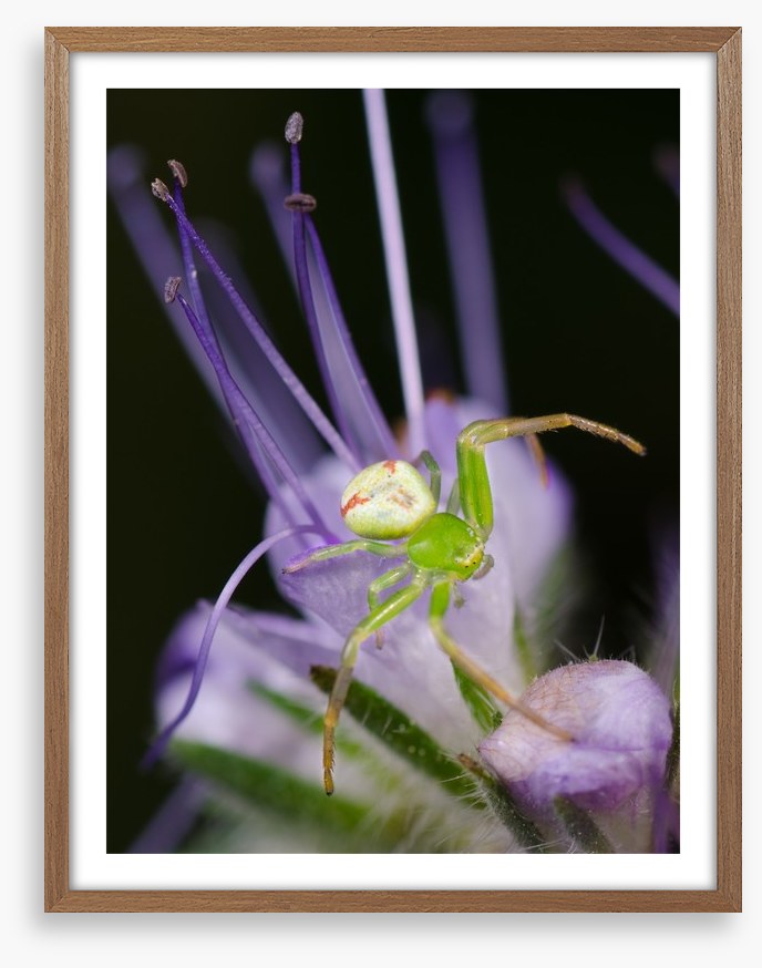 Insects