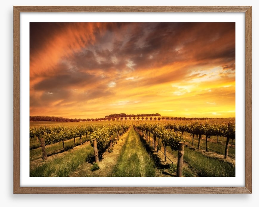 Morning vines