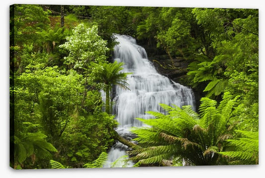 Ancient fern falls in The Otways