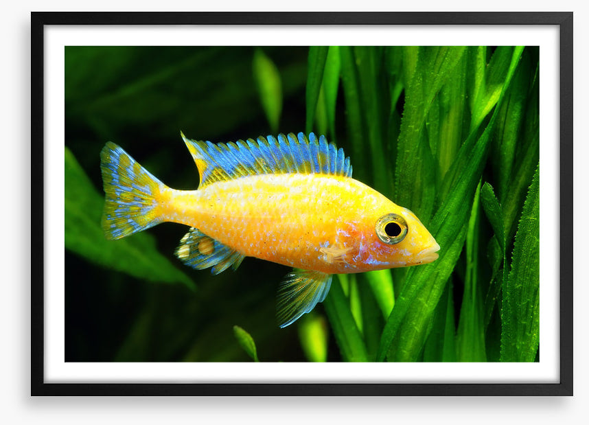 Fish / Aquatic
