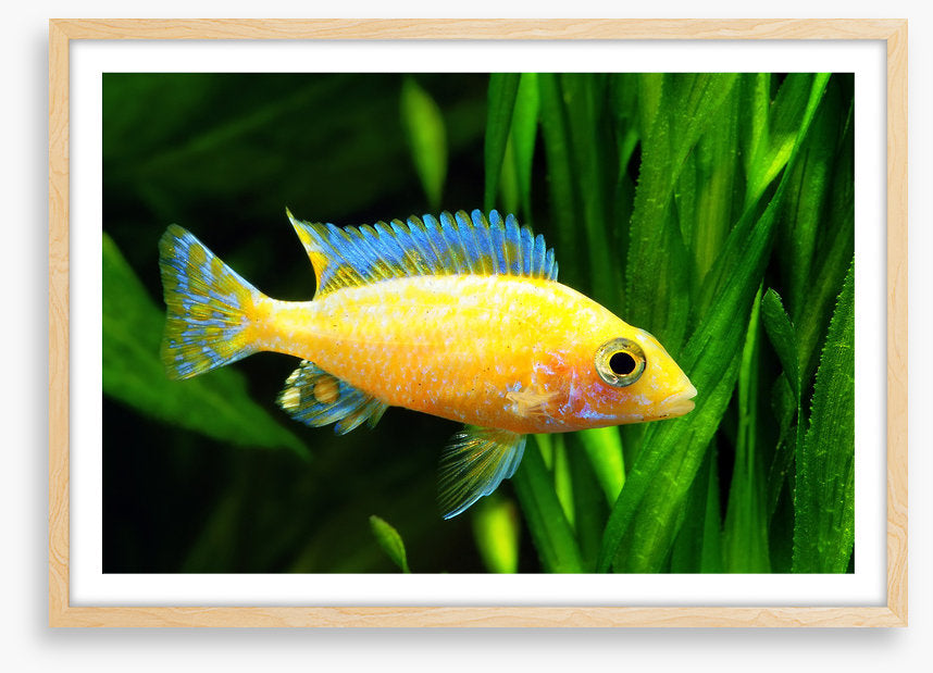 Fish / Aquatic