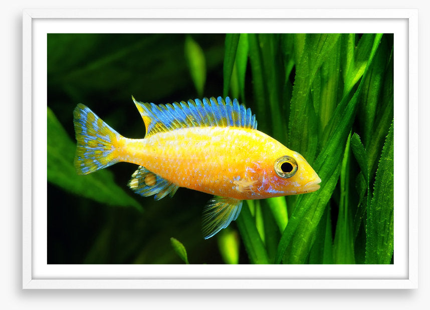 Fish / Aquatic