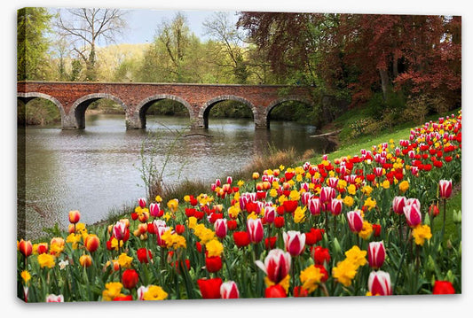 Narcissus in the tulips
